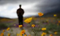 Rain Brings 2nd California Super Bloom in 2 Years