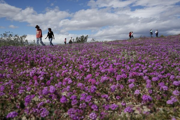 People walk among wildflowers 