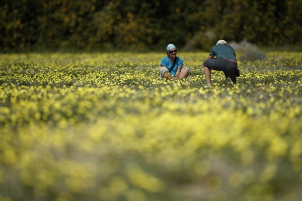 woman poses among flowers