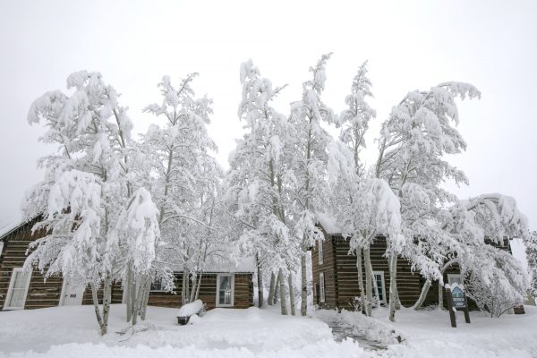 Snow clings to trees at the Frisco Historic Park Thursday
