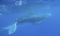 Video: Young Humpback Whale Freed From Fishing Gear Off Hawaii