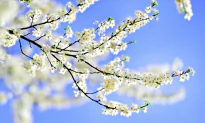 A Berkshire Journal: Shifting Into Spring