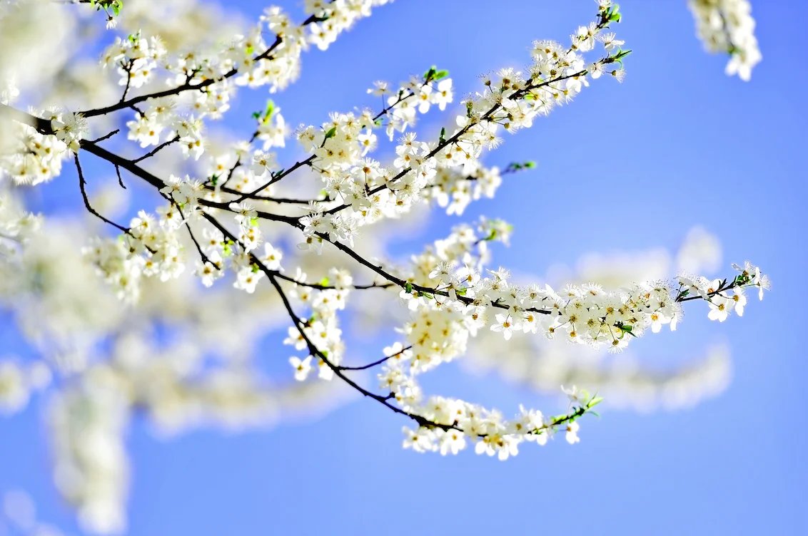 The sky is a warmer blue, and Persephone is making her way out of the underworld. (roibu/shutterstock)