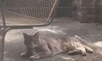Cat That Went Missing 5 Years Ago Finally Found