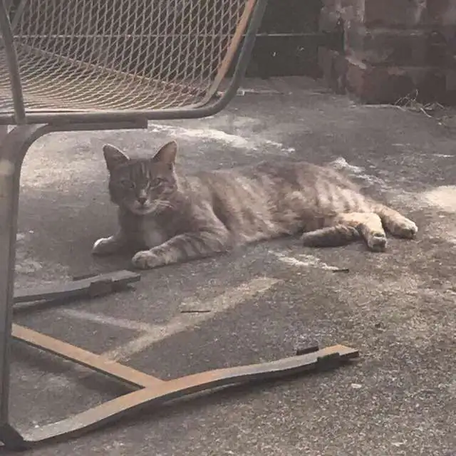 A cat lays on the ground. (Shea Belew Brennaman) 