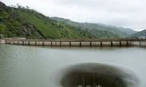 Bird Swallowed by Giant Hole in California Lake, Allegedly Lives