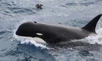 Scientists Discover New Kind of Killer Whale Off Chile