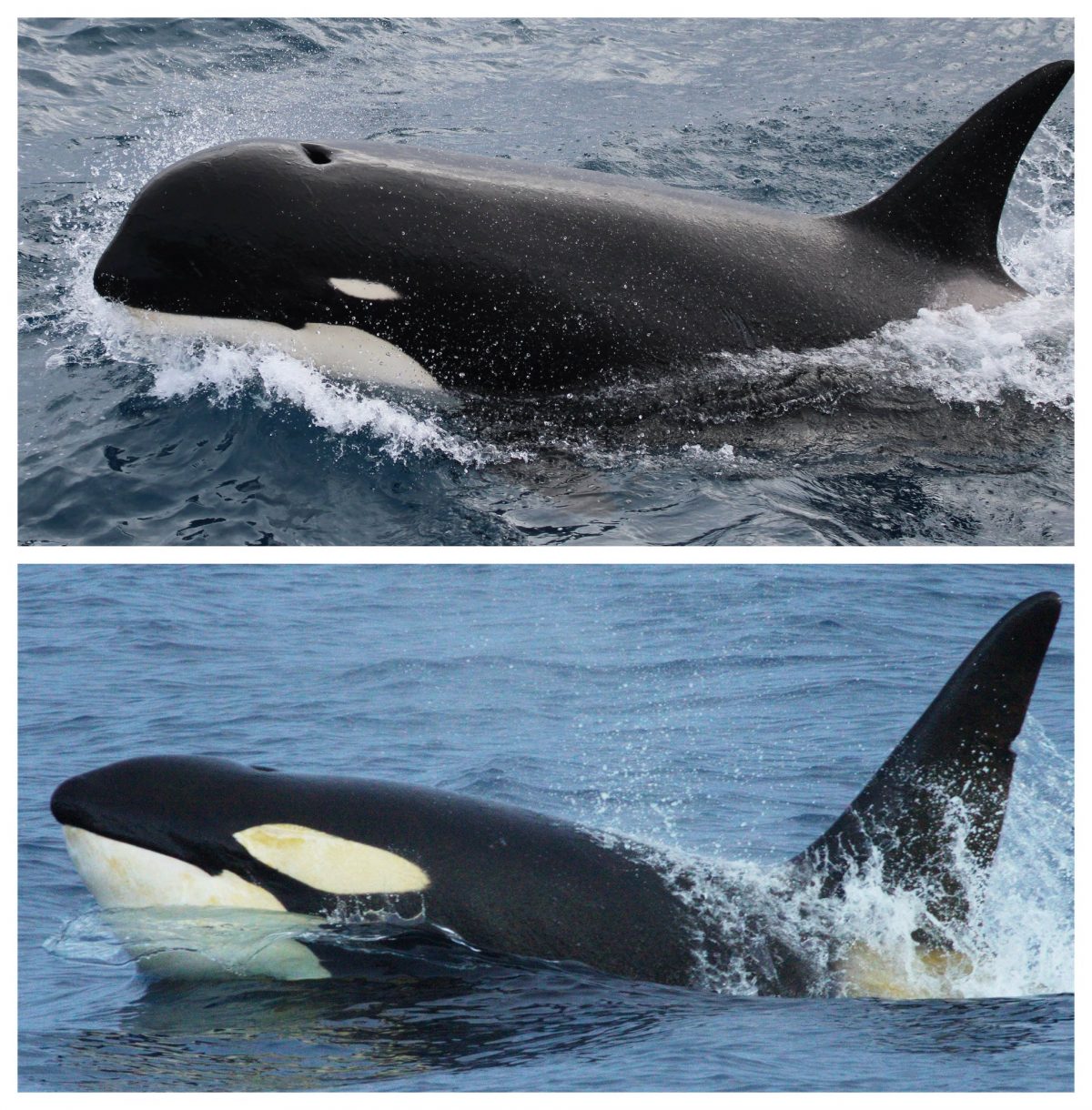 new species of killer whale - comparison