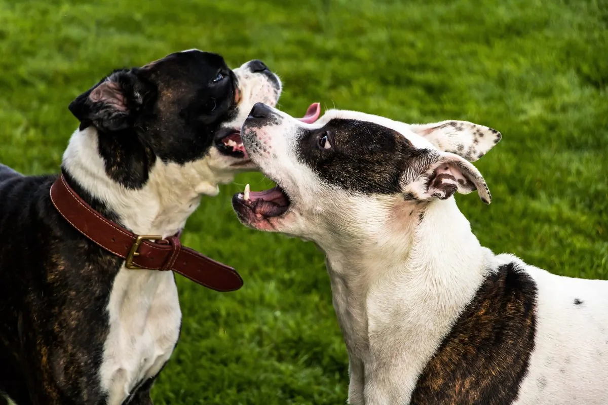 American Staffordshire dogs playing. (Pixabay)