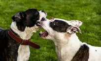 2-Year-Old Boy Mauled to Death By Family Dogs in Florida