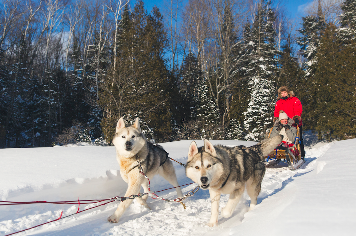 Dog sleds have been used for transportation in the far north for generations. (E. Boisvert/Tourisme Mauricie)