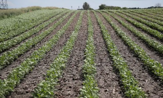 Here’s What the USDA Revealed to the American People About Future Food Shortages