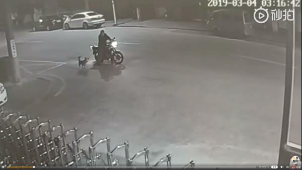 Dog and motorcycle
