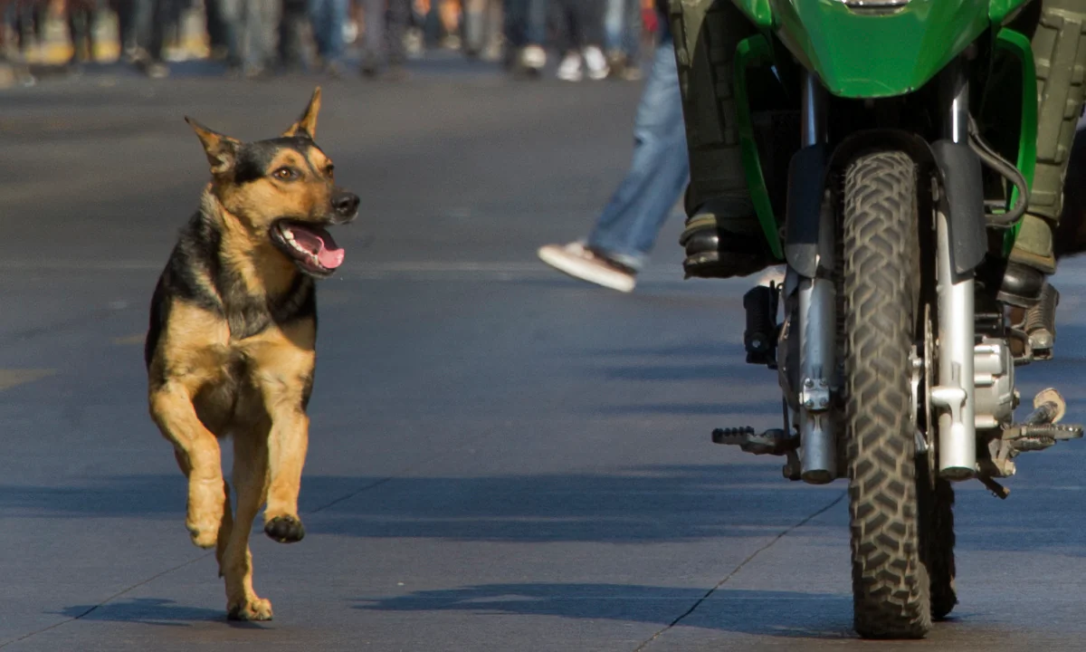 A dog chases a bike.(Martin Bernetti /AFP/Getty Images)