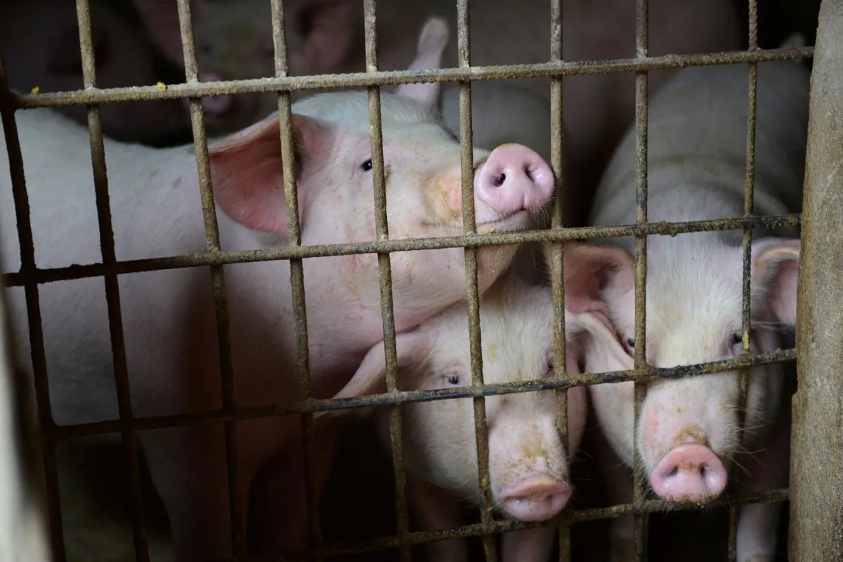 Pigs are seen at a family farm in Fuyang, Anhui Province, China on Dec. 5, 2018. (Reuters)