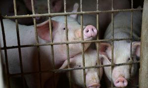 China Hog Prices Hit 14-Month High as African Swine Fever Slashes Output