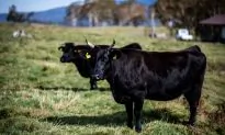 Men Arrested After Attempt to Smuggle Japanese Beef Genetic Material to China