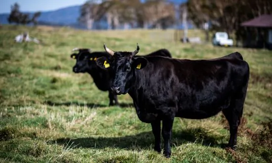 Australian Wagyu Beef Production Sees Demand Outpace Supply