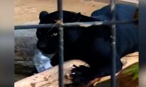 911 Call Released After Jaguar Attacks Woman at Arizona Zoo