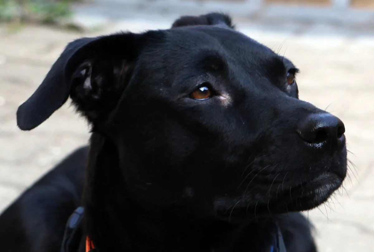 An undated file image shows a black Labrador mix. (Pixabay)