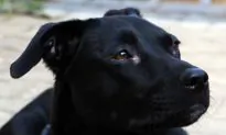 Police Hunt Man Who Shot Family Dog in Front of Children After Saying ‘Sorry’
