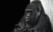 Gorilla That Almost Died at Birth Years Ago Reunites with Her Baby Born After C-Section