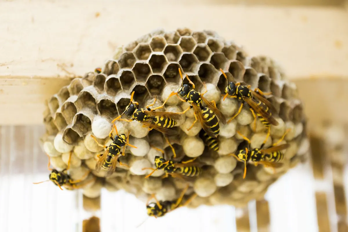 This file image shows a wasps nest. (Pixabay)