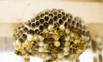 Video Shows the Inside of a Wasp’s Nest