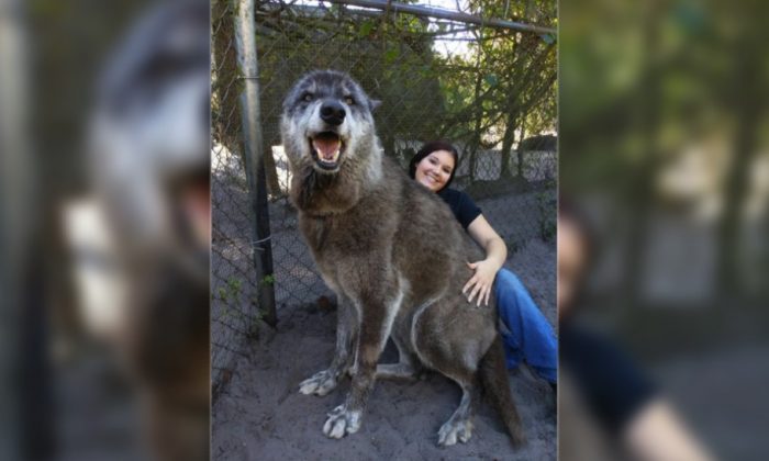 Florida Sanctuary Rescues Giant Wolf ‘Yuki’ From Kill Shelter | The ...