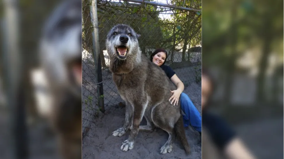 Shy Wolf Sanctuary volunteer Brittany Allen holds Yuki, a giant wolfdog, at a facility in Naples, Fla. (Shy Wolf Sanctuary)