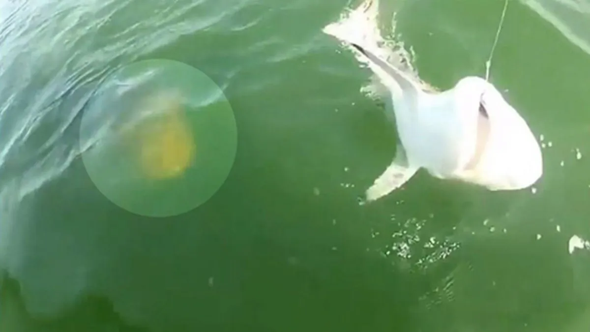 A grouper was filmed consuming a shark in one bite—that's right, in one gulp. (Break.com)