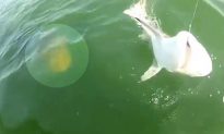 Video: Grouper Eats Small Shark in Single Bite