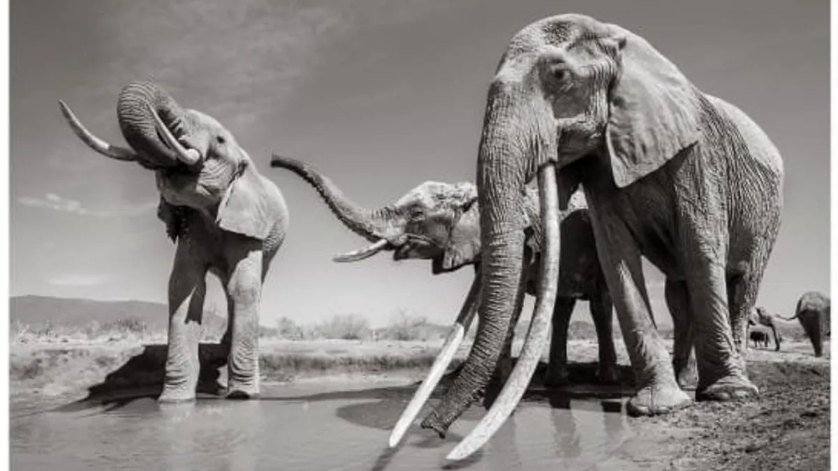 These elephants are increasingly rare, it's estimated that fewer than 20 remain in Africa. (Courtesy Will Burrard-Lucas)