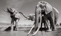 Incredible Pictures Capture Rare ‘Elephant Queen’ in Kenya