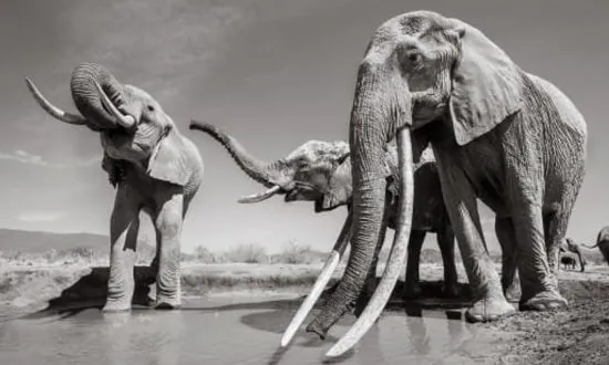 Incredible Pictures Capture Rare ‘Elephant Queen’ in Kenya