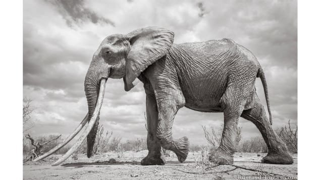 Elephant Queen