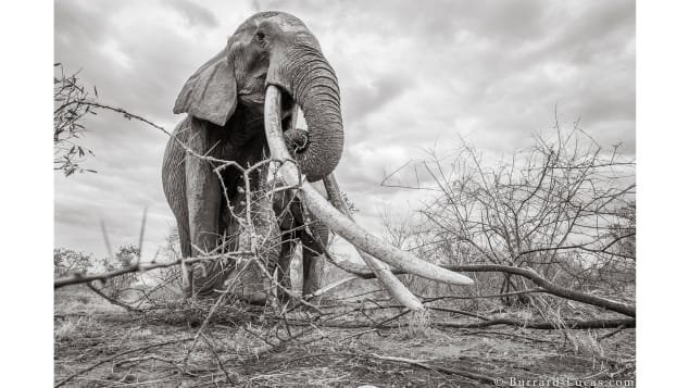 Elephant Queen