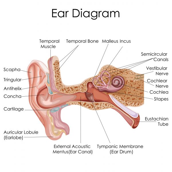 ear diagram anatomy