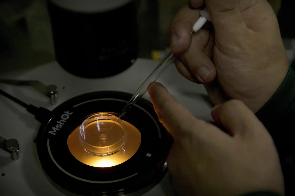 A scientist deposits an embryo into a microplate after injecting it with injecting Cas9 protein and PCSK9 sgRNA in a laboratory in Shenzhen, Guangdong Province, China on Oct. 9, 2018. (Mark Schiefelbein/AP)