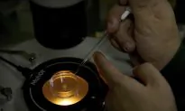 Scientists Back Temporary Global Ban on Gene-Edited Babies