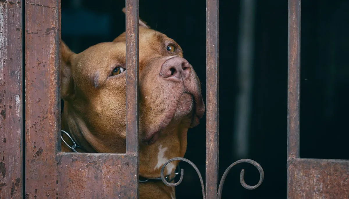 A file photo of a pit bull. (Shutterstock)