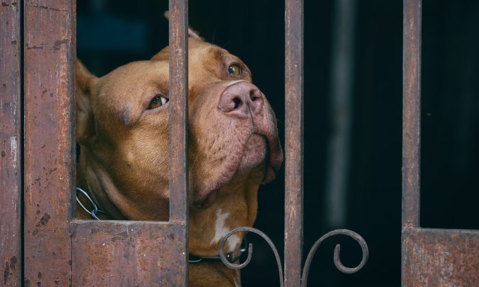 A file photo of a pit bull. (Shutterstock)