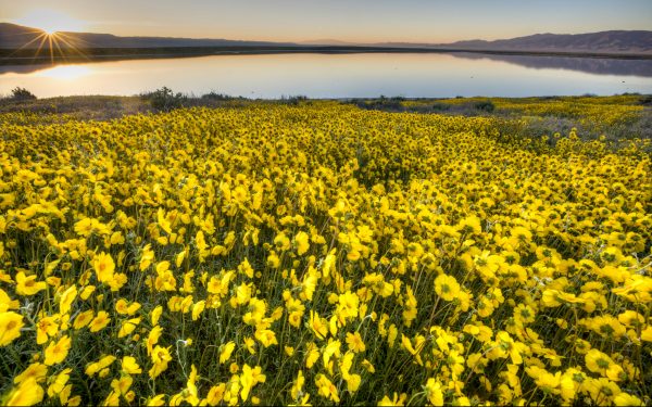 Flowers bloom at the Carrizo Plain National Monument