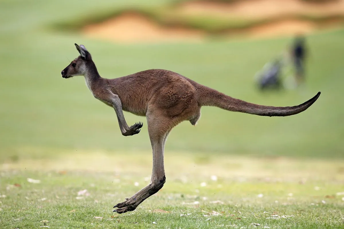 Shooting of kangaroos has sparked fears of eradication of the species. (Paul Kane/Getty Images)