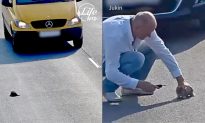 Heroic Stranger Takes a Risk After 17 Cars Pass by Stranded Kitten on Highway