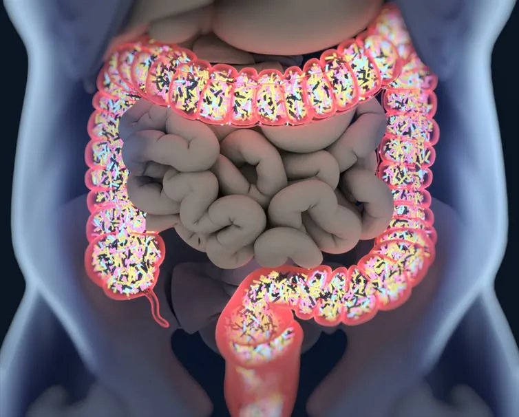 (Anatomy Insider/Shutterstock)