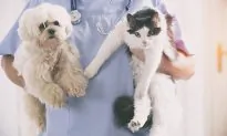 ‘Comfort’ Animals at Veterinary Clinics Provide Adorable Comfort to Worried Pets