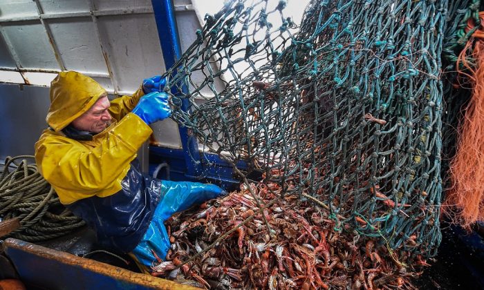 A deckhand on the Guide Me prawn trawler Angus Brown lands a prawn catch from Loch Long in Greenock, Scotland on March 5, 2019. (Jeff J Mitchell/Getty Images)