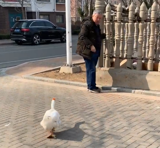 Goose fight
