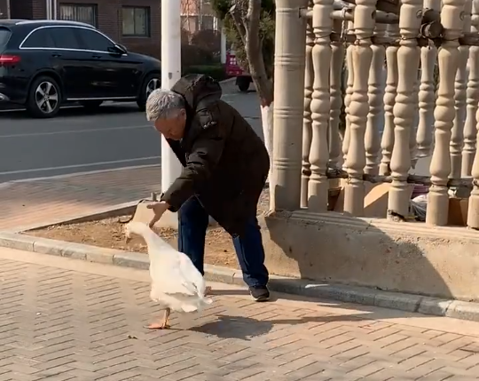 Goose fight